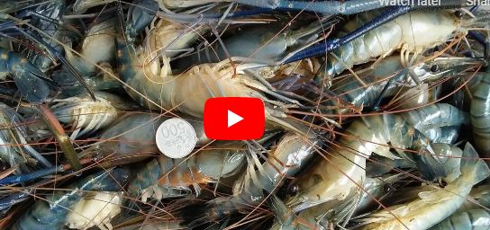 PANDUAN LENGKAP CARA BUDIDAYA UDANG GALAH DIKOLAM TERPAL BAGI PEMULA AGAR SUKSES